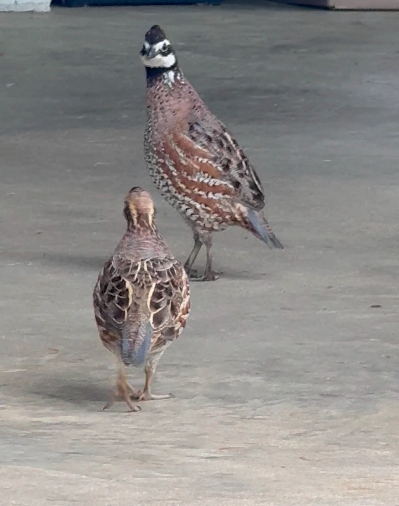 Two quail standing on the ground